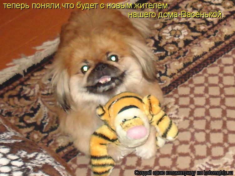 теперь поняли,что будет с новым жителем нашего дома-Васенькой..... Котоматрица: теперь поняли,что будет с новым жителем нашего дома-Васенькой..