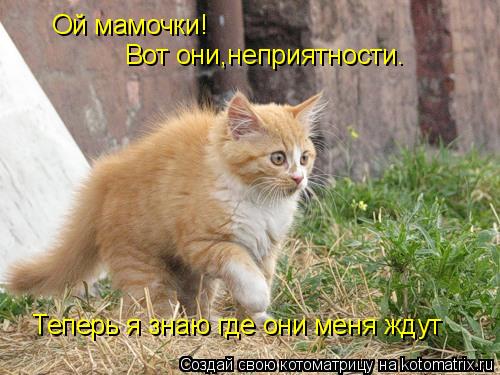 Ой мамочки! Вот они,неприятности. Теперь я знаю где они меня ждут... Котоматрица: Ой мамочки! Вот они,неприятности. Теперь я знаю где они меня ждут