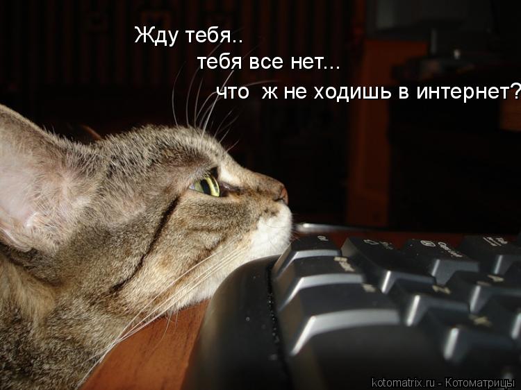 Жду тебя.. тебя все нет... что ж не ходишь в интернет?... Котоматрица: Жду тебя.. тебя все нет... что ж не ходишь в интернет?