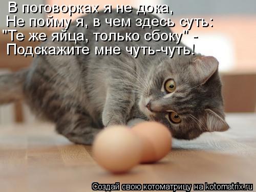 В поговорках я не дока, "Те же яйца, только сбоку" - Не пойму я, в чем здесь суть: Подскажите мне чут... Котоматрица: В поговорках я не дока, "Те же яйца, только сбоку" - Не пойму я, в чем здесь суть: Подскажите мне чуть-чуть!