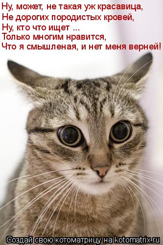 Котоматрица: Ну, может, не такая уж красавица,  Не дорогих породистых кровей, Ну, кто что ищет ... Только многим нравится, Что я смышленая, и нет меня верней!