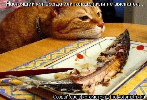 Настоящий кот всегда или голоден,или не выспался...... Котоматрица: Настоящий кот всегда или голоден,или не выспался...
