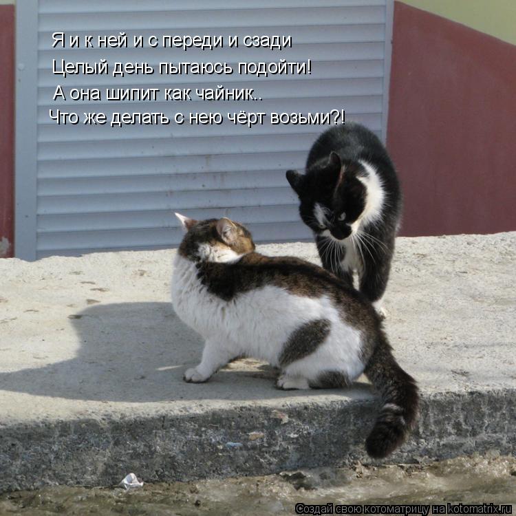 Котоматрица: Я и к ней и с переди и сзади Целый день пытаюсь подойти! А она шипит как чайник.. Что же делать с нею чёрт возьми?!