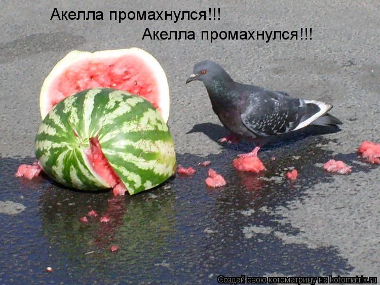 Акелла промахнулся!!! Акелла промахнулся!!!... Котоматрица: Акелла промахнулся!!! Акелла промахнулся!!!
