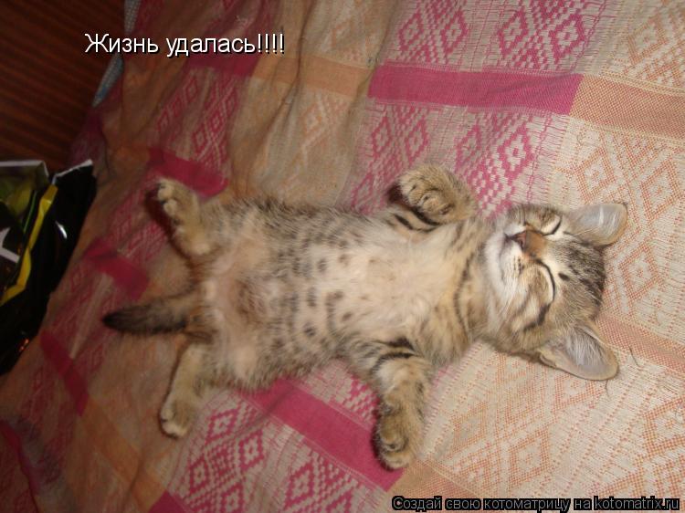 Жизнь удалась!!!!... Котоматрица: Жизнь удалась!!!!
