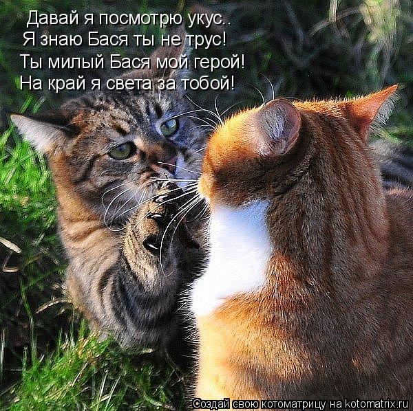 Давай я посмотрю укус.. Я знаю Бася ты не трус! Ты милый Бася мой герой! На край я света за тобой!... Котоматрица: Давай я посмотрю укус.. Я знаю Бася ты не трус! Ты милый Бася мой герой! На край я света за тобой!