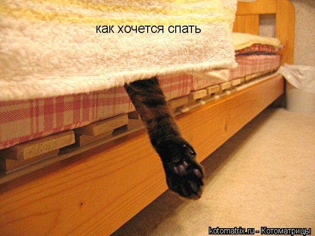 как хочется спать... Котоматрица: как хочется спать