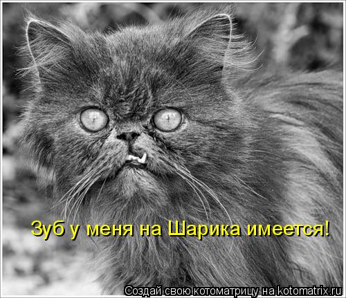 Зуб у меня на Шарика имеется!... Котоматрица: Зуб у меня на Шарика имеется!