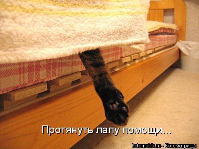 Протянуть лапу помощи...... Котоматрица: Протянуть лапу помощи...