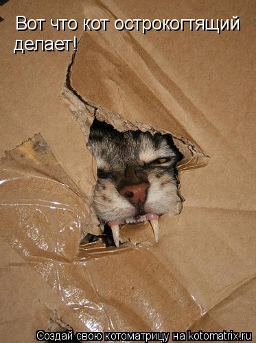 Вот что кот острокогтящий делает!... Котоматрица: Вот что кот острокогтящий делает!