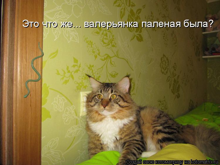 Это что же... валерьянка паленая была?... Котоматрица: Это что же... валерьянка паленая была?