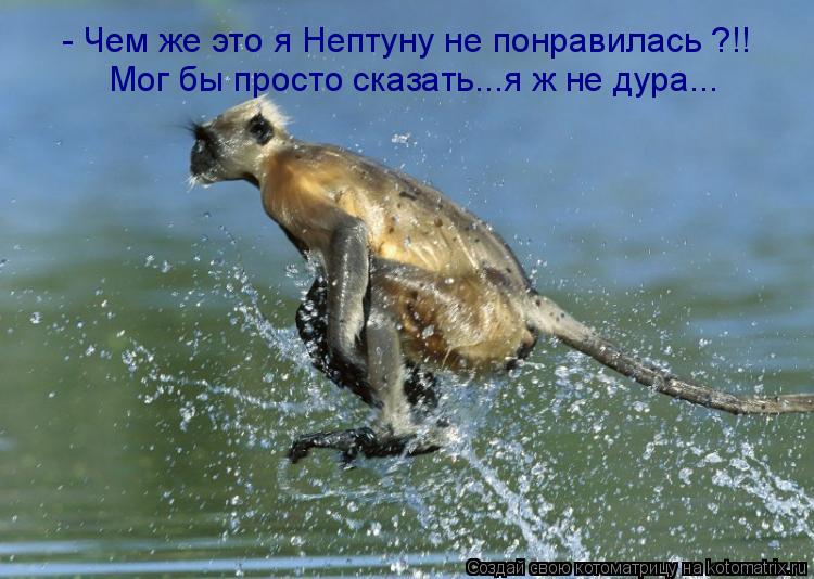 Котоматрица: - Чем же это я Нептуну не понравилась ?!! Мог бы просто сказать...я ж не дура...