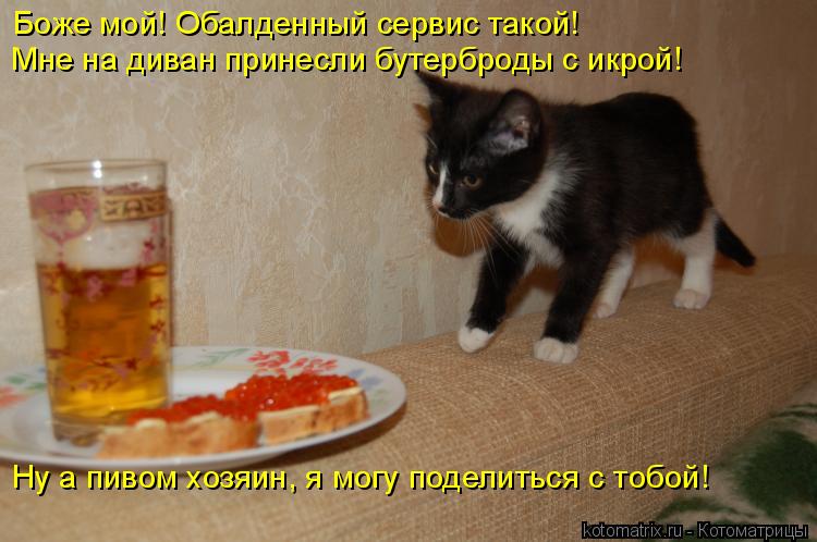 Боже мой! Обалденный сервис такой! Мне на диван принесли бутерброды с икрой! Ну а пивом хозяин, я мог... Котоматрица: Боже мой! Обалденный сервис такой! Мне на диван принесли бутерброды с икрой! Ну а пивом хозяин, я могу поделиться с тобой!