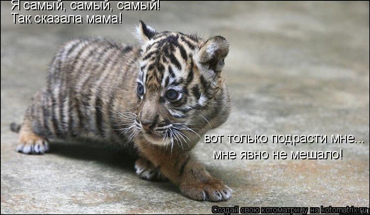 Я самый, самый, самый! Так сказала мама! вот только подрасти мне... мне явно не мешало!... Котоматрица: Я самый, самый, самый! Так сказала мама! вот только подрасти мне... мне явно не мешало!