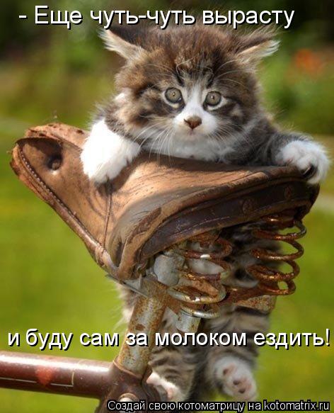 - Еще чуть-чуть вырасту и буду сам за молоком ездить!... Котоматрица: - Еще чуть-чуть вырасту и буду сам за молоком ездить!