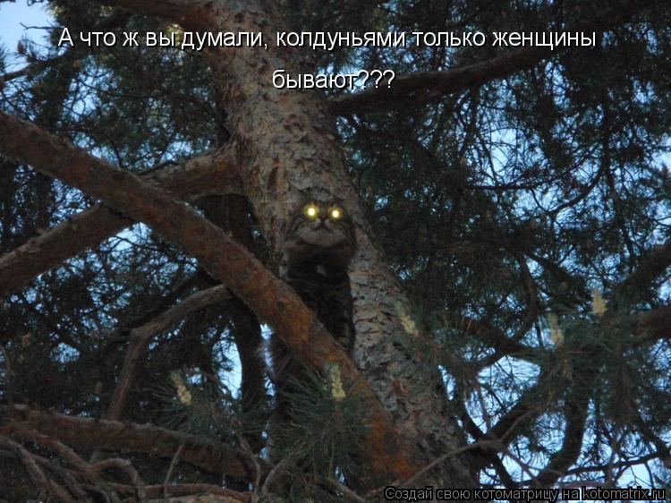 А что ж вы думали, колдуньями только женщины бывают???... Котоматрица: А что ж вы думали, колдуньями только женщины бывают???