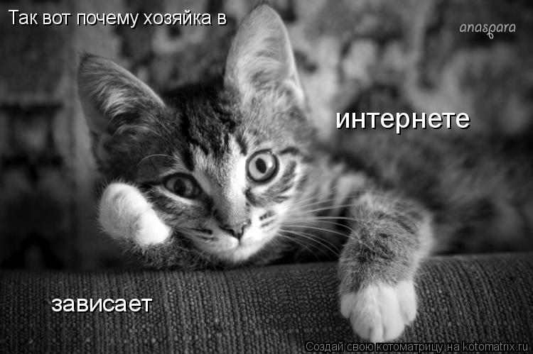 Так вот почему хозяйка в интернете зависает... Котоматрица: Так вот почему хозяйка в интернете зависает