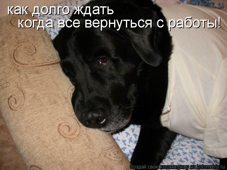 как скучно ждать когда все вернуться с работы! как долго ждать когда все вернуться с работы!... Котоматрица: как скучно ждать когда все вернуться с работы! как долго ждать когда все вернуться с работы!