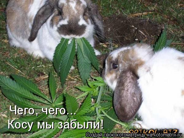 Котоматрица: Чего, чего... Косу мы забыли!