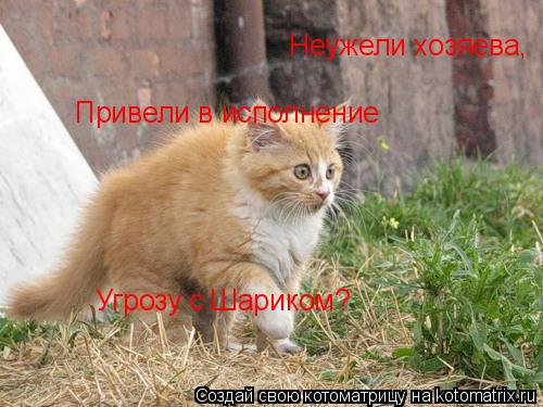 Котоматрица: Неужели хозяева,  Привели в исполнение Угрозу с Шариком?