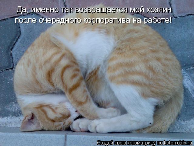 Котоматрица: Да, именно так возвращается мой хозяин после очередного корпоратива на работе!