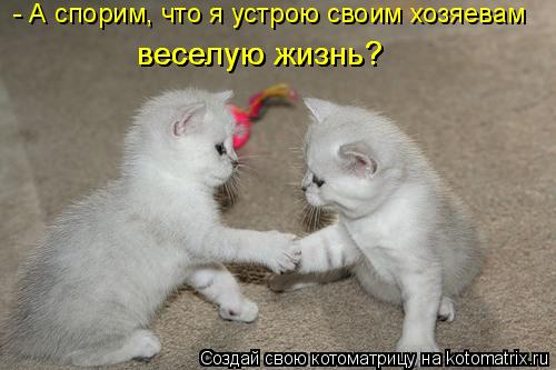 Котоматрица: - А спорим, что я устрою своим хозяевам веселую жизнь? веселую жизнь?