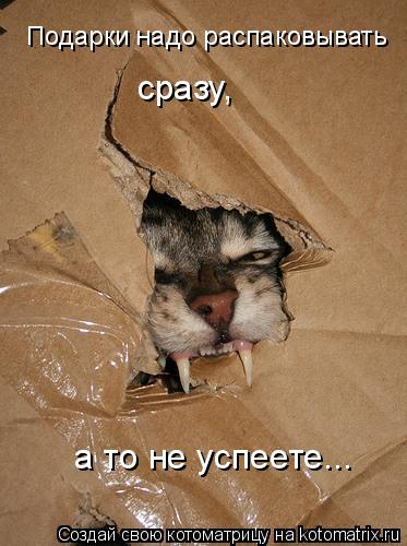 Котоматрица: Подарки надо распаковывать  сразу,  а то не успеете...