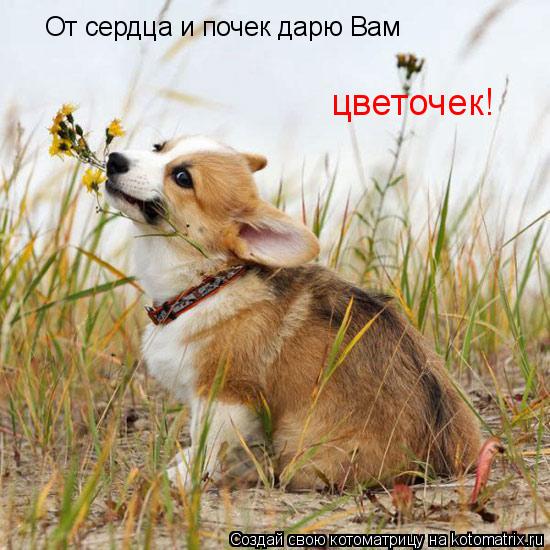 Котоматрица: От сердца и почек дарю Вам цветочек!