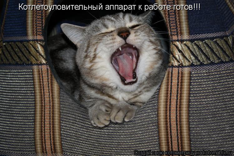 Котоматрица: Котлетоуловительный аппарат к работе готов!!!