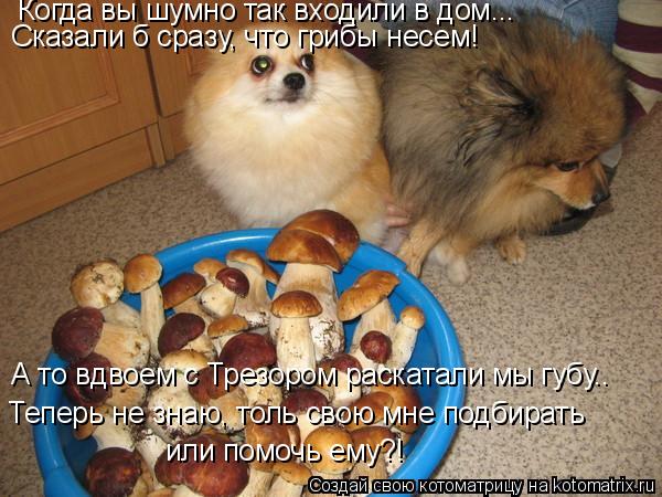Котоматрица: Когда вы шумно так входили в дом... Сказали б сразу, что грибы несем! А то вдвоем с Трезором раскатали мы губу.. Теперь не знаю, толь свою мне по