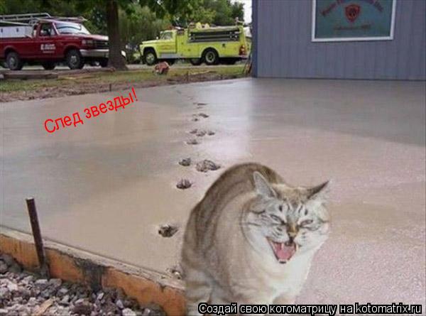 Котоматрица: След звезды!