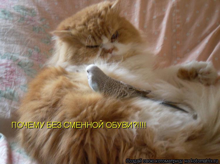 ПОЧЕМУ БЕЗ СМЕННОЙ ОБУВИ?!!!!... Котоматрица: ПОЧЕМУ БЕЗ СМЕННОЙ ОБУВИ?!!!!