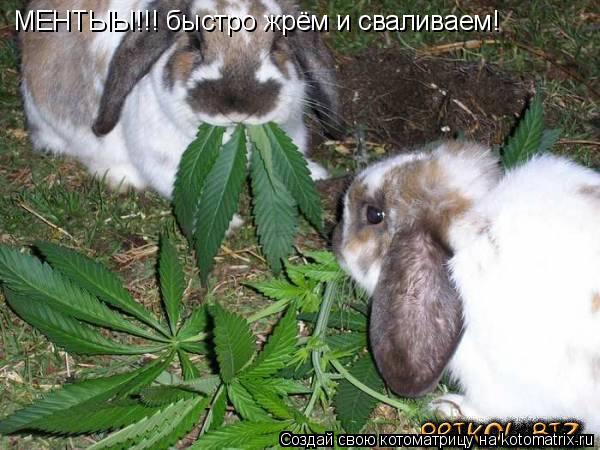 МЕНТЫЫ!!! быстро жрём и сваливаем!... Котоматрица: МЕНТЫЫ!!! быстро жрём и сваливаем!
