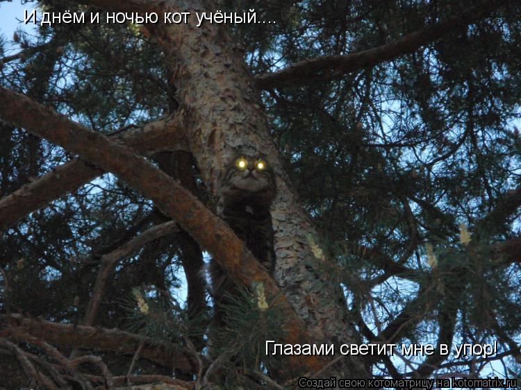 И днём и ночью кот учёный.... Глазами светит мне в упор!... Котоматрица: И днём и ночью кот учёный.... Глазами светит мне в упор!