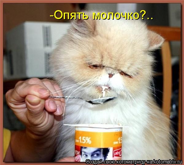 -Опять молочко?..... Котоматрица: -Опять молочко?..