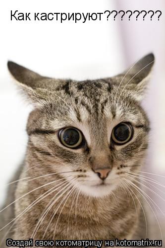 Как кастрируют????????... Котоматрица: Как кастрируют????????