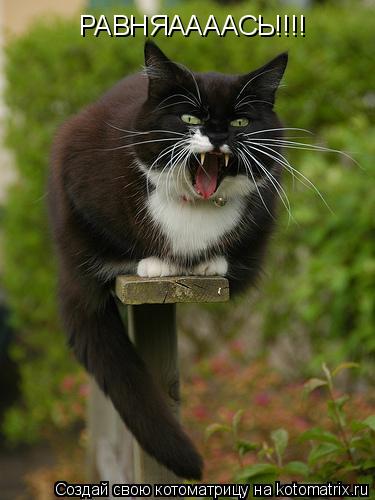 РАВНЯААААСЬ!!!!... Котоматрица: РАВНЯААААСЬ!!!!