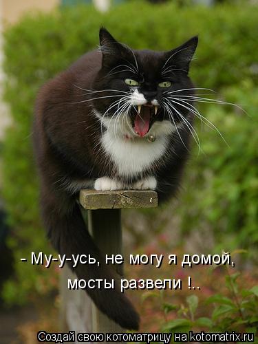 - Му-у-усь, не могу я домой, мосты развели !..... Котоматрица: - Му-у-усь, не могу я домой, мосты развели !..