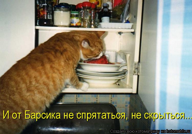 И от Барсика не спрятаться, не скрыться...... Котоматрица: И от Барсика не спрятаться, не скрыться...