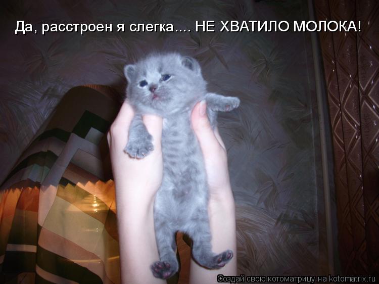 Да, расстроен я слегка.... НЕ ХВАТИЛО МОЛОКА!... Котоматрица: Да, расстроен я слегка.... НЕ ХВАТИЛО МОЛОКА!