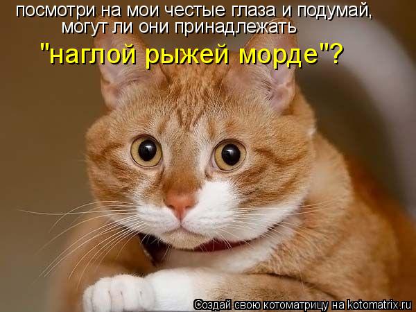 посмотри на мои честые глаза и подумай, могут ли они принадлежать "наглой рыжей морде"?... Котоматрица: посмотри на мои честые глаза и подумай, могут ли они принадлежать "наглой рыжей морде"?