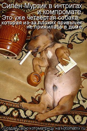 Силён Мурзик в интригах и компромате. Это уже четвёртая собака, которая из-за плохих привычек не приж... Котоматрица: Силён Мурзик в интригах и компромате. Это уже четвёртая собака, которая из-за плохих привычек не прижилась в доме.