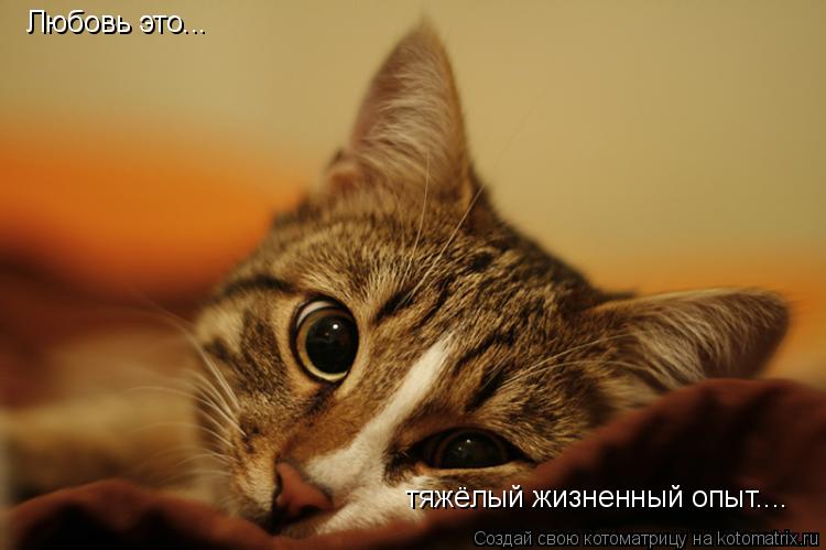 Любовь это... тяжёлый жизненный опыт....... Котоматрица: Любовь это... тяжёлый жизненный опыт....