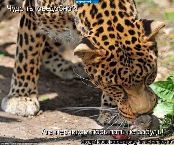 Чудо ты съедобно?! Ага перчиком посыпать не забудь!... Котоматрица: Чудо ты съедобно?! Ага перчиком посыпать не забудь!