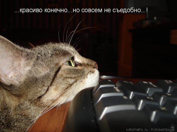 ...красиво конечно...но совсем не съедобно...!... Котоматрица: ...красиво конечно...но совсем не съедобно...!