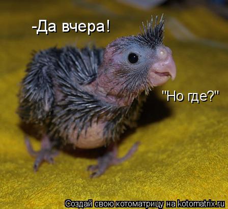 -Да вчера! "Но где?"... Котоматрица: -Да вчера! "Но где?"