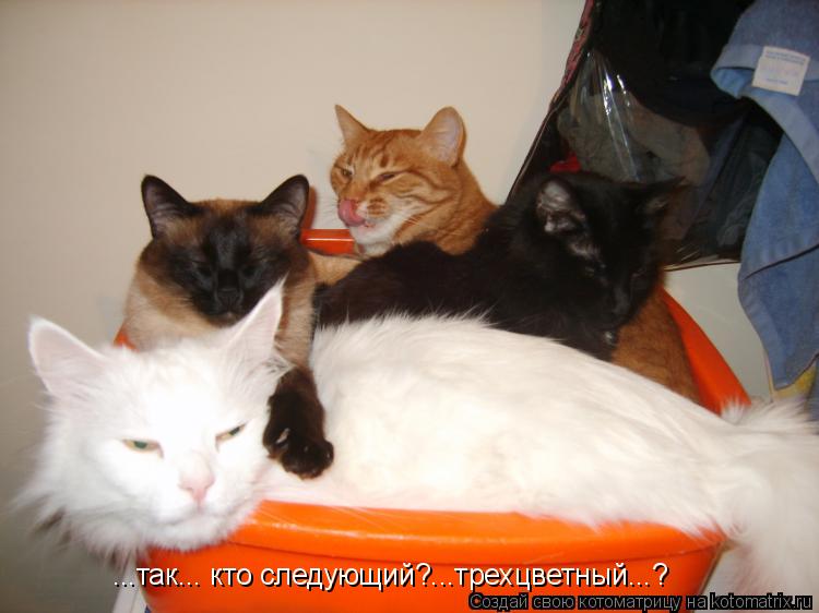 ...так... кто следующий?...трехцветный...?... Котоматрица: ...так... кто следующий?...трехцветный...?
