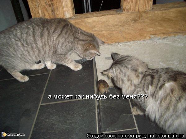 а может как нибудь без меня???... Котоматрица: а может как нибудь без меня???