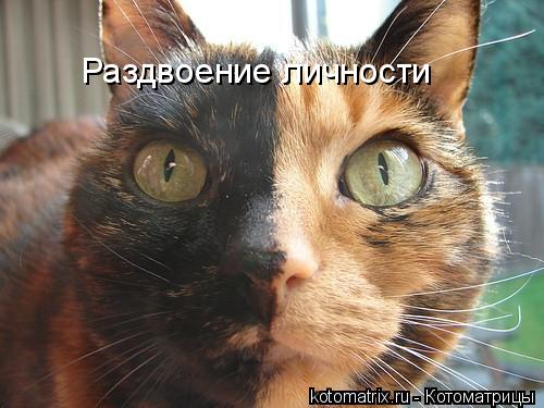Раздвоение личности... Котоматрица: Раздвоение личности