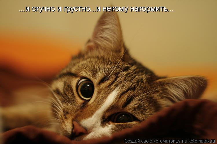 ...и скучно и грустно...и некому накормить...... Котоматрица: ...и скучно и грустно...и некому накормить...